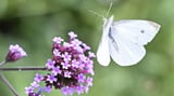 Study: Climate change reshapes global butterfly distribution