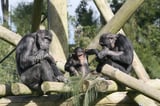 Jane Goodall Institute USA and FormationQ Launch Quantum Computing Research Program to Explore Ecological Roots of War And Peace