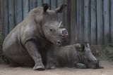 Cutting off rhinos' horns is a contentious last resort to stop poaching. A new study found it works