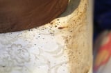 Bedbugs can cause people to lose sleep — and blood. Here's what to do about them