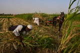 Sudan was already at war and hungry. Now its farmers are hit by another conflict