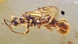A Venus flytrap wasp? Scientists uncover an ancient insect preserved in amber that snatched its prey