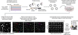High-throughput method for decoding the protein sequence determinants of condensates