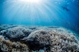 Australia's Barrier Reef suffers fifth mass bleaching in eight years
