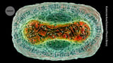 AlphaFold 'goes viral': database adds protein complexes of common viruses