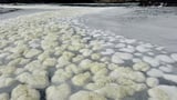 South Australia launches $102.5M summer plan to combat algal bloom and bring life to the coast