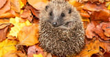 Hedgehogs in danger of becoming globally extinct due to two key reasons