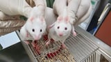 Scientists Create “Extraordinary” Mouse Using Gene Older Than Animal Life Itself