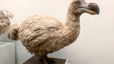 Biotech Startup Claims It’s Getting Closer to ‘Resurrecting’ the Extinct Dodo
