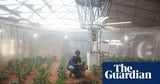 Scientists find desert moss ‘that can survive on Mars’