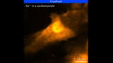Push pause to capture high-resolution snapshots of cells