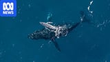 Rare Drone Footage Captures Humpback Whale Giving Birth Off New South Wales Coast - SSBCrack News