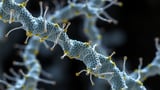 Genetic Suppressors Rescue Tubulin Mutations and Restore Microtubule
