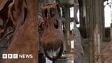Fossil identified as first dinosaur ever found in Antarctica