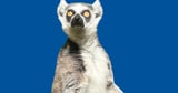 Study Suggests Lemurs Age Differently Than Humans | Duke Today