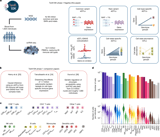 Rare and common genetic variants shape single-cell immune gene expression