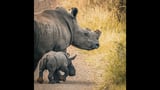 Preemptively cutting rhinos' horns cuts poaching