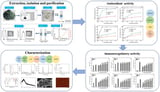 Optimization of Ultrasonic-Assisted Extraction, Characterization and Antioxidant and Immunoregulatory Activities of Arthrospira platensis Polysaccharides