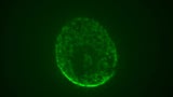 Space-Grown Brain Organoids Help Advance New Neurological Treatment