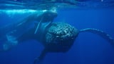 Humpback Mother's Vigil: First Stillborn Calf Record