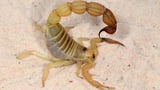 Scorpions turn into metalsmiths to reinforce stingers for extra strength, study shows