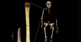 Scientists Find Arm Bone of Ancient ‘Hobbit’ Human