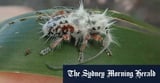 Hairy poo unmasked as nation’s newest creepy-crawly