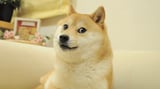 House of Doge takes big stake in old Italian soccer club currently in last place
