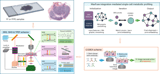 All-optical multimodal mapping of single-cell-type-specific metabolic activities via REDCAT