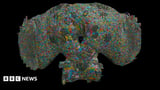 Fly brain wiring map may hold clues for autism and schizophrenia