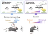 Two neural pathways reveal why habits form and vary in intensity