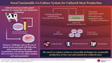 Co-culture system for sustainable cultured meat production