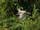 Gujarat Celebrates Grey Hornbill Comeback in Wildlife Conservation Triumph