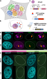 Transcription-dependent mobility of single genes and genome-wide motions in live human cells