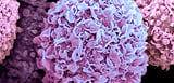 ‘AI scientist’ suggests combinations of widely available non-cancer drugs can kill cancer cells