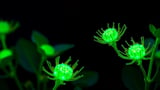AI and fluorescent probes crack the black box of plant vesicle trafficking