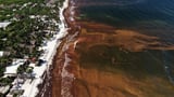 Caribbean and Gulf of Mexico beaches swathed in record levels of seaweed