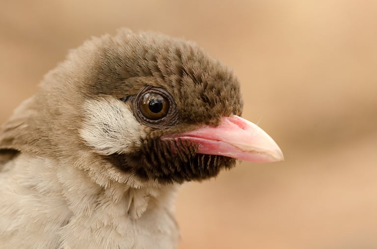 Study Reveals Intriguing Cultural Coevolution Between African Honey Hunters and Honeyguides