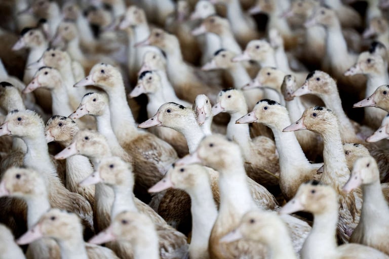 France Escalates Avian Flu Risk to 'High': Poultry Confinement and Vaccinations Enforced Amid Holiday Season