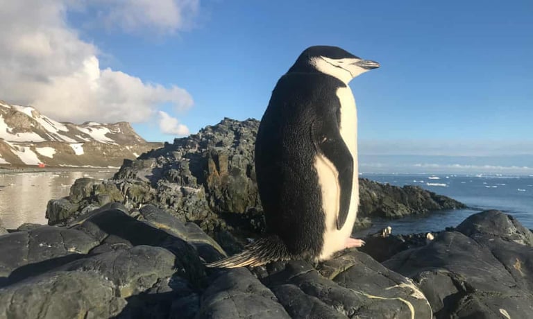 Antarctic Chinstrap Penguins' Unique Microsleep Patterns Challenge Traditional Sleep Understanding