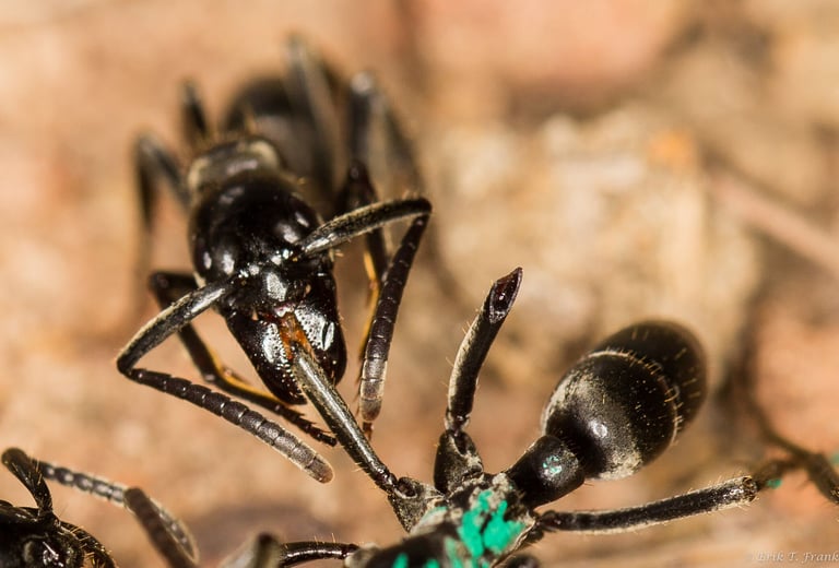 Ants' Unique Wound Care System Could Inspire New Human Antibiotics