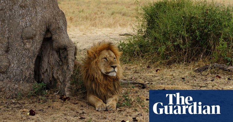 Invasive Ants in Kenya Shift Lion Hunting Patterns, Threaten Ecosystem