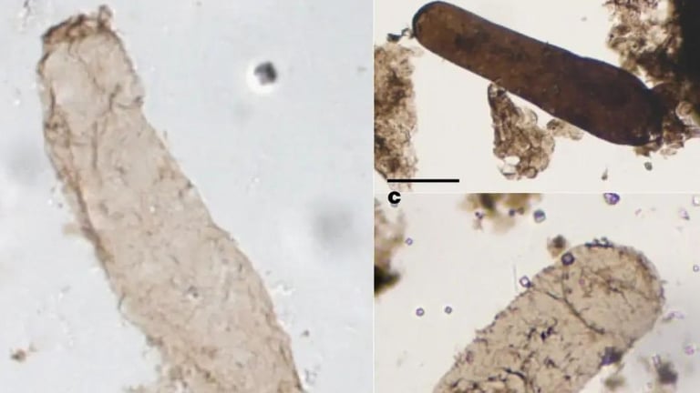 1.75-Billion-Year-Old Fossils Unearth Oldest Evidence of Photosynthesis