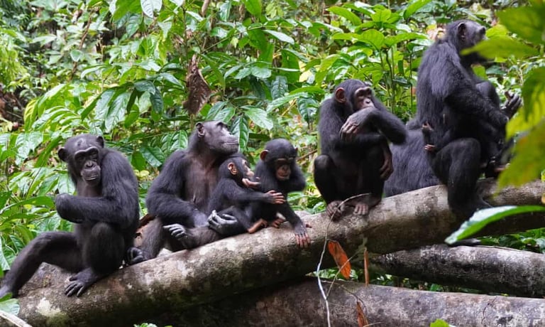 Chimpanzees Use Hills for Strategy, Hinting at Proto-Warfare Roots: Study