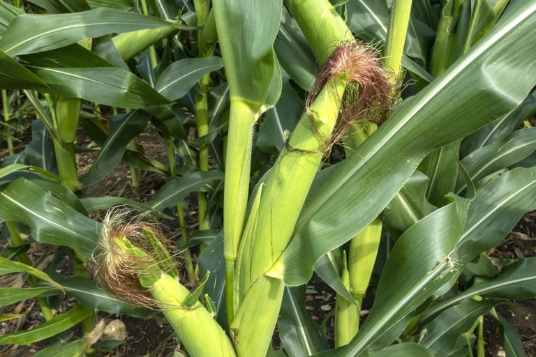 Sub-Saharan Farmers Urged to Swap Maize for Nutrition-Rich Crops, Leeds Study Suggests