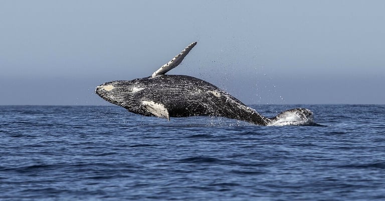 New Tool Accurately Forecasts Whale Locations to Prevent Entanglement and Aid Fisheries