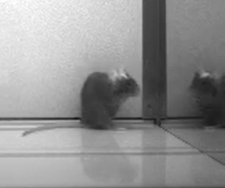 Study Reveals Mice Can Recognize Themselves in Mirrors: A Leap in Understanding Animal Consciousness