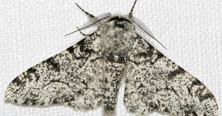 Human Activities Accelerating Evolution in Other Species, Study Reveals