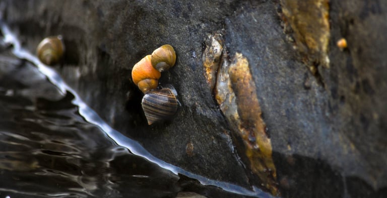 Unraveling Evolution: New Study Sheds Light on Genetic Changes in Marine Snails and Pitcher Plants