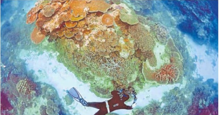 Urgency to Protect Coral Reefs: Study Identifies Resilient Areas Amidst Looming El Niño Threat